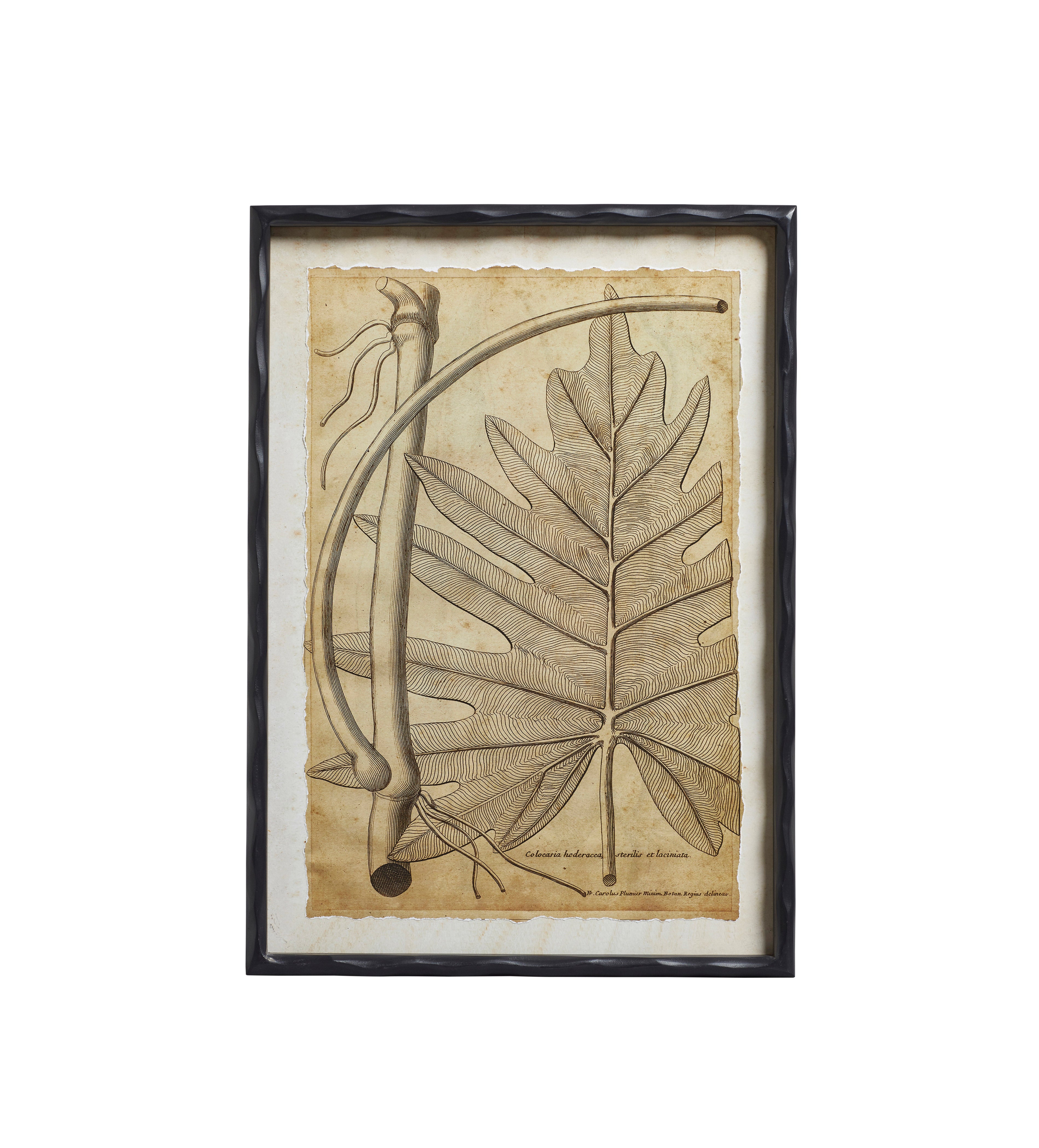 Basilius Framed Leaf Prints - Set of Four - Natural