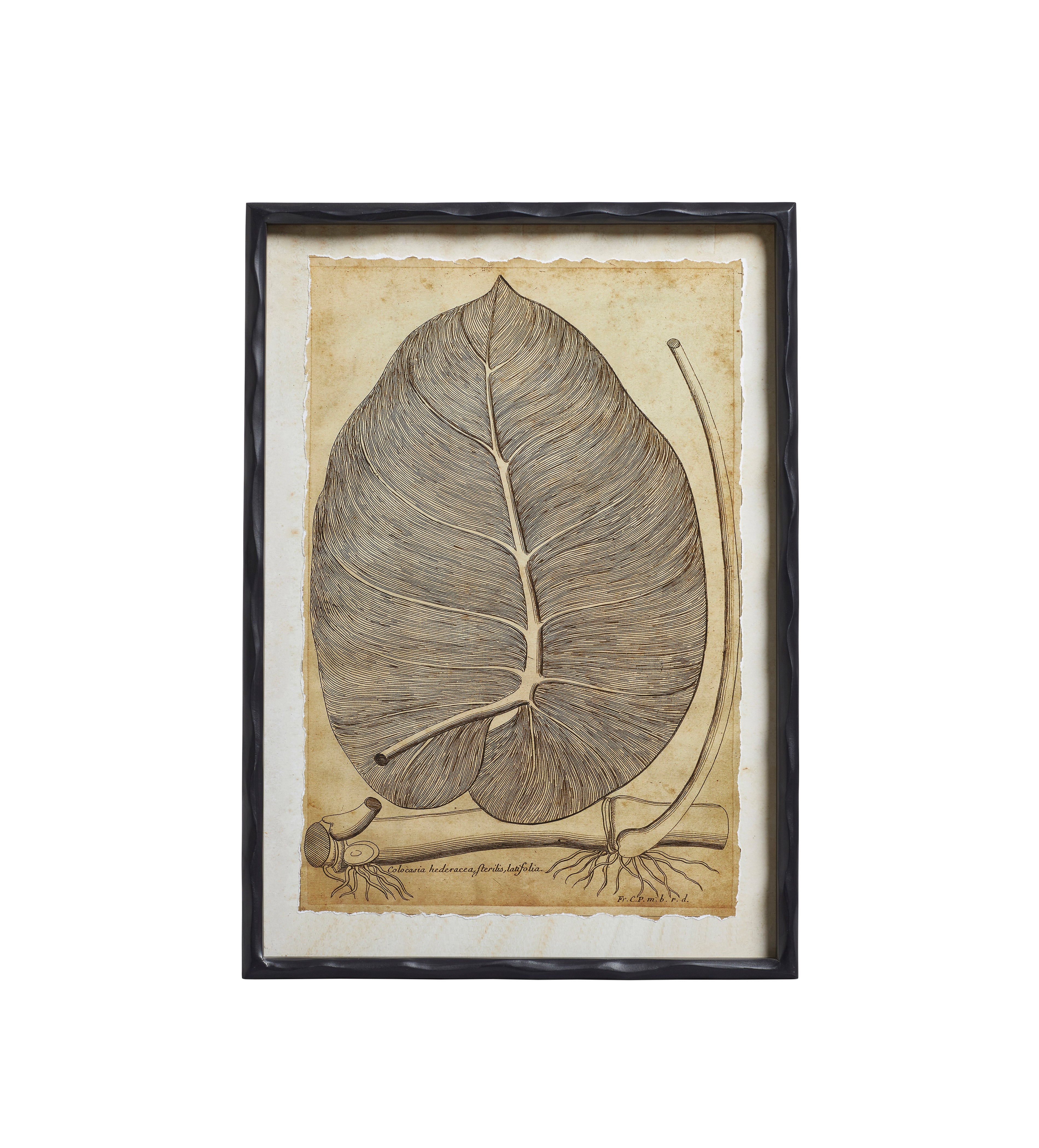 Basilius Framed Leaf Prints - Set of Four - Natural